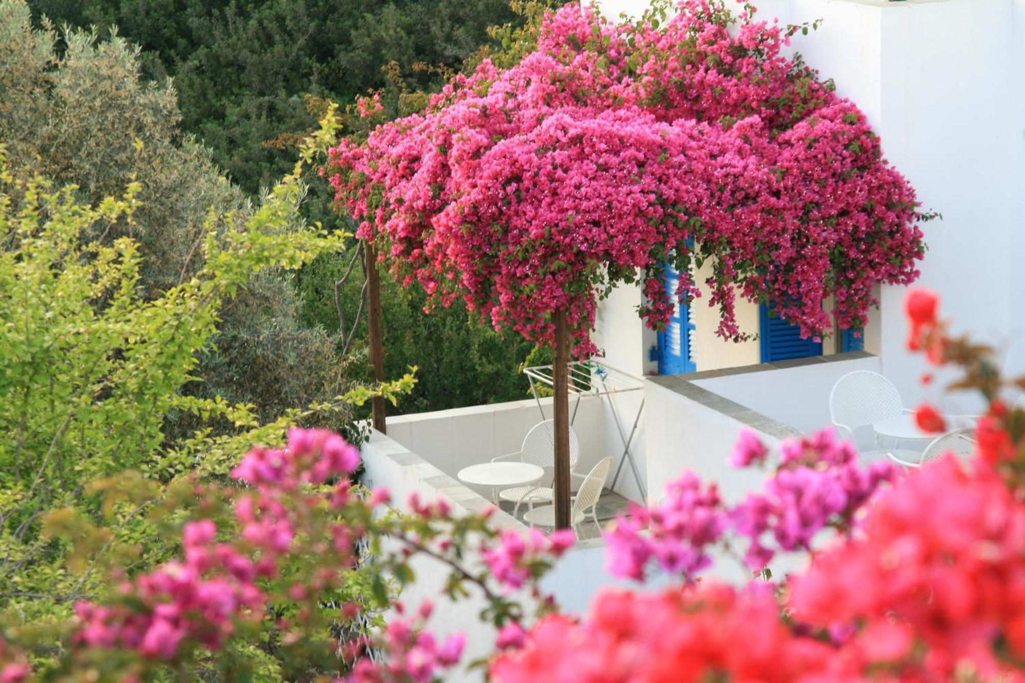 Alexandros Hotel Platis Gialos  Exteriör bild